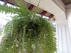 a plant hanging from the side of a building with lots of green leaves on it