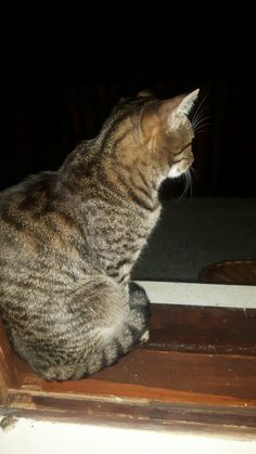 a cat sitting on top of a window sill looking at something in the distance