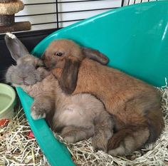 two baby rabbits are sitting in a bucket