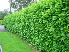 a hedge is shown next to a sidewalk