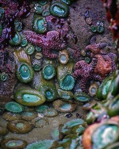 some very pretty green and purple plants by the water with drops of water on them