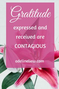 a pink flower with the words, gratitude exposed and received are contagious