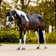 a brown and white horse standing on top of a dirt field next to trees with green bushes