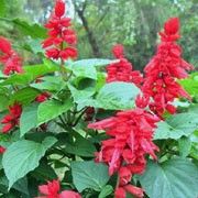 red flowers are blooming in the garden