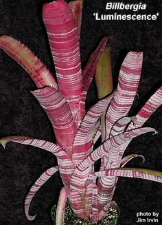 a pink plant with white stripes in a green pot on a black background that says,'luminosence '