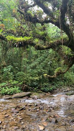 a river running through a lush green forest filled with lots of trees and rocks on the ground