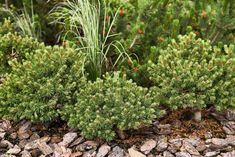 some very pretty green plants by the rocks