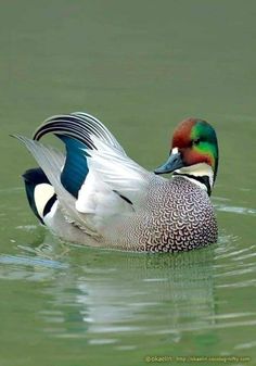 a colorful duck floating on top of a body of water