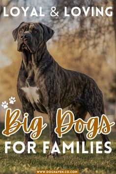 a large dog standing on top of a grass covered field with the words, royal & loving big dogs for families