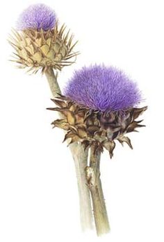 two purple thistles with long stems on a white background