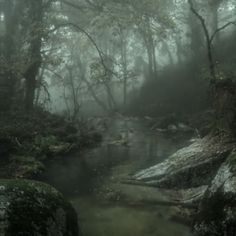 a stream running through a forest filled with lots of green plants and trees in the fog