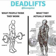 the muscles and their functions are labeled in this diagram, which shows how they work