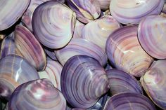 purple clamshells are piled on top of each other