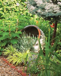 a garden filled with lots of different types of plants