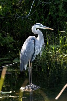 a blue heron standing in the water