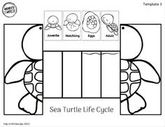 the sea turtle life cycle worksheet is shown in black and white with an image of