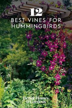 the cover of best vines for hummingbirds, featuring purple flowers hanging from a pergolated trellis