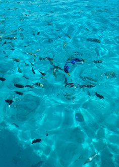 the water is crystal blue and has many small fish swimming in it, while another one swims nearby