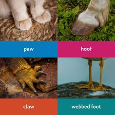 four different types of animals with their feet on the ground and in front of them