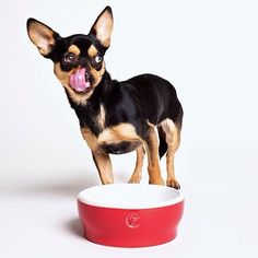 a small dog standing on top of a red and white bowl