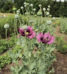 purple flowers growing in the middle of a garden