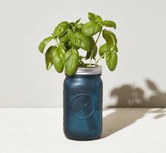 a potted plant in a blue mason jar