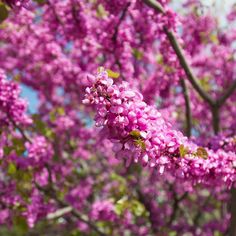 purple flowers are blooming on the tree