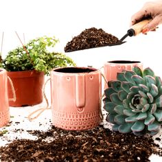 a person is scooping dirt into pink mugs with succulents in them