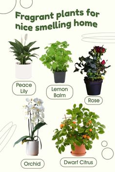 there are many different types of houseplants in the picture, including flowers and plants