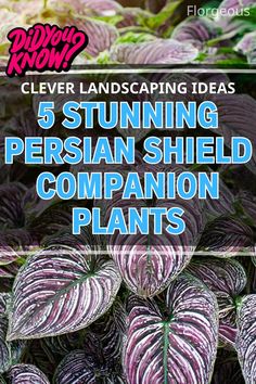 Persian Shield Companion Plants Persian Shield Plant, Persian Shield, Plant Guide, Backyard Makeover, Gorgeous Gardens, Companion Planting, Front Garden, Landscaping Ideas