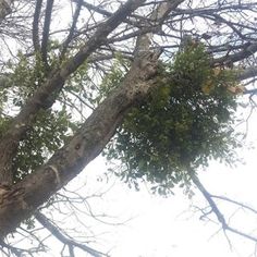 an animal in the middle of a tree with lots of leaves hanging from it's branches