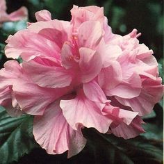 a pink flower with green leaves in the background