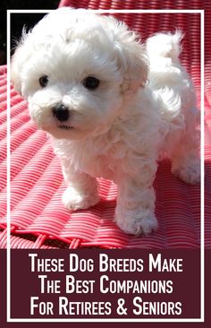 a small white dog standing on top of a pink mat with the caption havanese