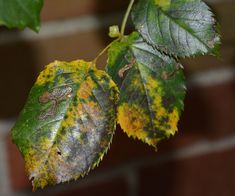 two leaves with yellow and brown spots on them hanging from a branch in front of a brick wall