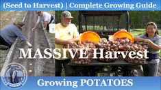 some people are standing around an outdoor table with potatoes on it and the words massive harvest growing potatoes