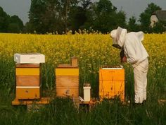 a man in bee suit standing next to two beeshives on a field with yellow flowers