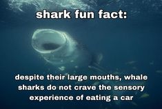 an image of a shark in the water with caption that reads, shark fun fact despite their large mouths, whale sharks do not crave the