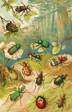 an image of many bugs in the forest