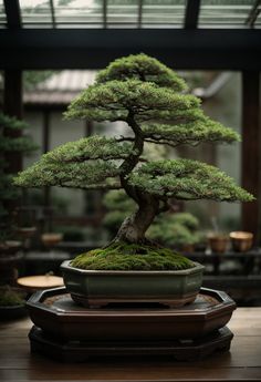 a bonsai tree sitting on top of a wooden table