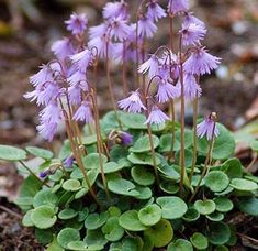 Snowbell Seeds,SOLDANELLA alpina , - VERY RARE ! - Caribbeangardenseed Primrose Flower, Caicos Islands, Rock Garden, Garden Seeds, Turks And Caicos Islands, Trinidad And Tobago, Very Rare