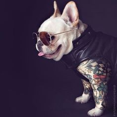 a small dog wearing sunglasses and a leather jacket with tattoos on it's chest