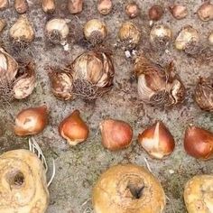 Farmer Gracy on Instagram: "If you’re planting a layered pot (bulb lasagne), it’s important to plant in the correct order. The largest bulbs are planted deepest and the smallest bulbs are shallower. If you’re including tulips, they should be planted 15-20cm deep even if they are slightly smaller than the bulbs on the next layer up (e.g daffodils or hyacinths). In this example we’ve included the following varieties: • Crocus ‘Pickwick’ (top layer) • Muscari ‘Julia’ • Narcissus ‘Cosmopolitan’ • T Crocus Pickwick, Bulb Lasagne, Farmer Gracy, Planting Bulbs In Spring, Small Fruit Trees, Plants For Small Gardens, Outdoor Improvements, Vegetable Gardens, Garden Bulbs