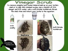 the instructions for how to use vinegar scrubs on turtle's back and neck