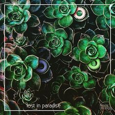 green plants with the words lost in paradise on it's bottom right corner and an image of two succulents above them