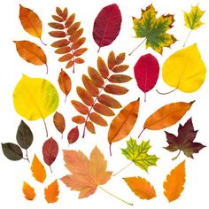 an assortment of autumn leaves on a white background