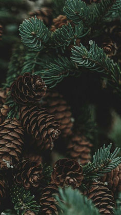 many pine cones are piled together on the tree