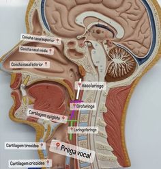 an image of the inside of a human head with labels on it and other parts labeled