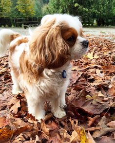 a brown and white dog standing on top of leaves