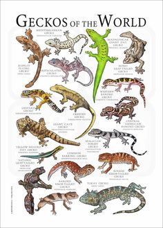 the geckos of the world are shown in this poster, which shows different types of