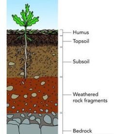 an image of soil layers and plant life